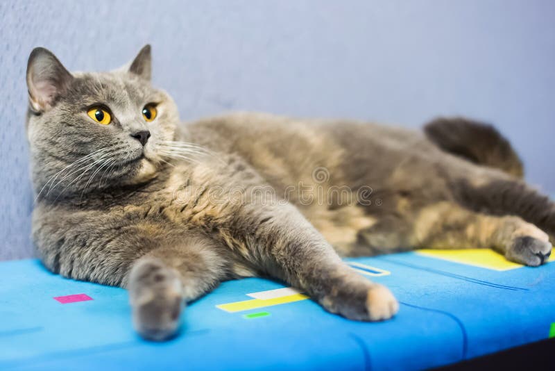 Brittisk katt royaltyfri foto Brittisk katt royaltyfri foto