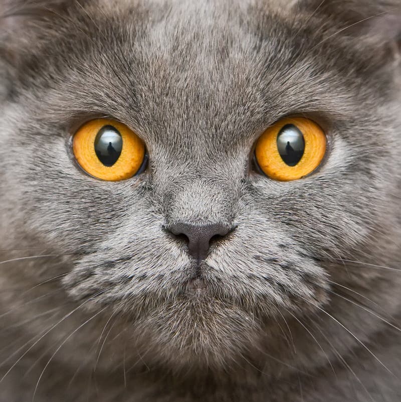 brittisk kattclose upp royaltyfri foto brittisk kattclose upp royaltyfri foto