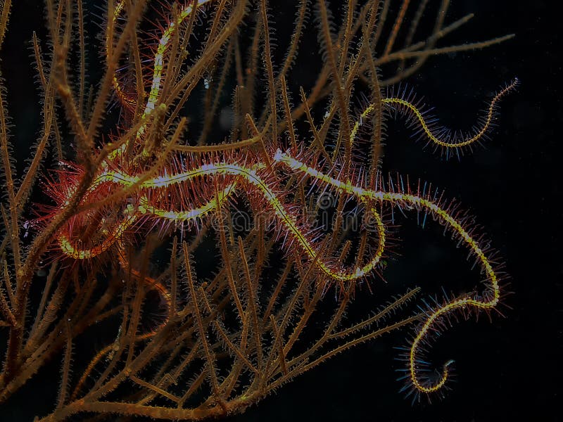 A Brittle Sea Star Ophiuroidea Sp. in the Red Sea Stock Image Image