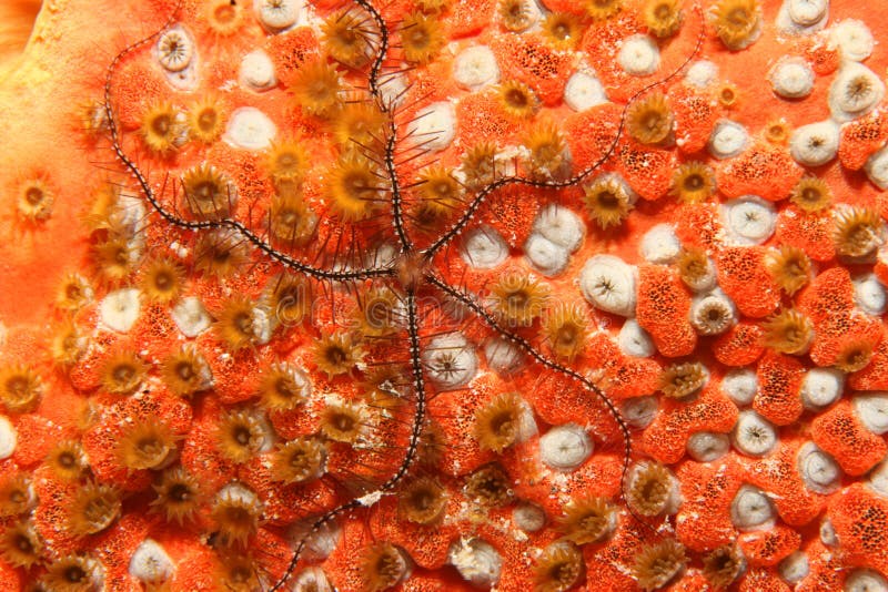 A Brittle Sea Star Ophiuroidea Sp. in the Red Sea Stock Image Image