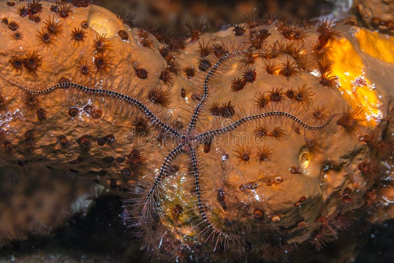 Brittle Stars or Ophiuroidea, Swirling Tentacles at High Tide, Nusa