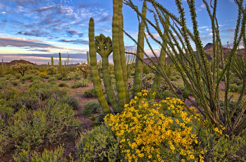 Brittlebush stock image. Image of hill, sonoran, canyon 95054437