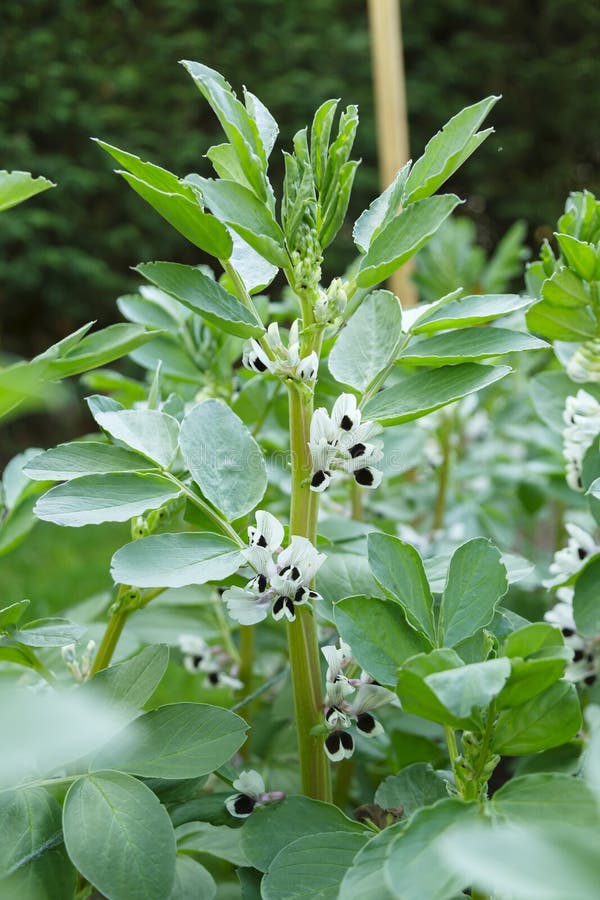 Red Flowers Of Bean Plants In The Vegetable Garden In A Hilly Ar Stock