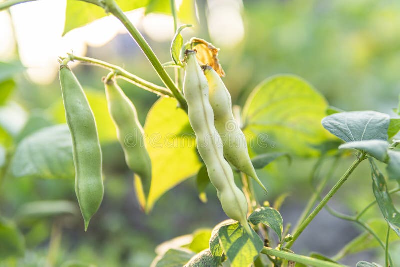 Broad Bean Imperial Green Longood Growing in Garden Stock Image Image