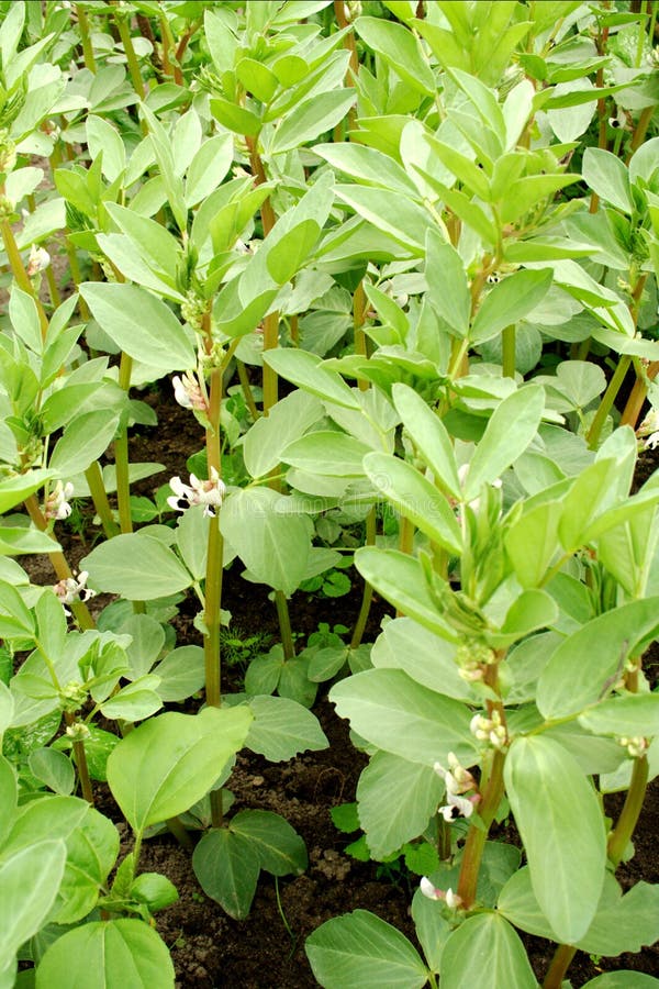 Broad bean plants royalty free stock image
