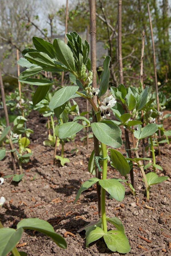 Broad Bean Plants In Flower. Stock Image Image of garden, allotment