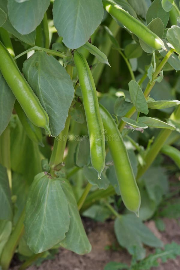 Broad Beans stock photo. Image of greenhouse, green, fresh 32369520