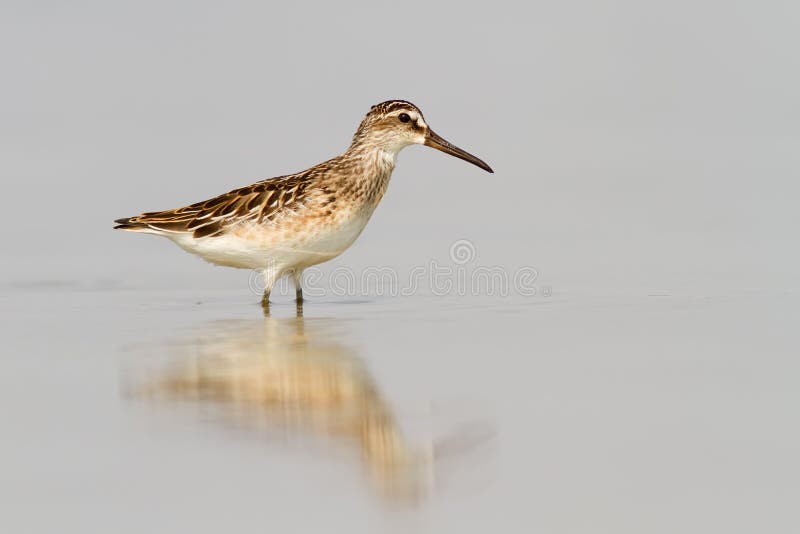 Broad-Billed Sandpiper In Shallow Water royalty free stock photo