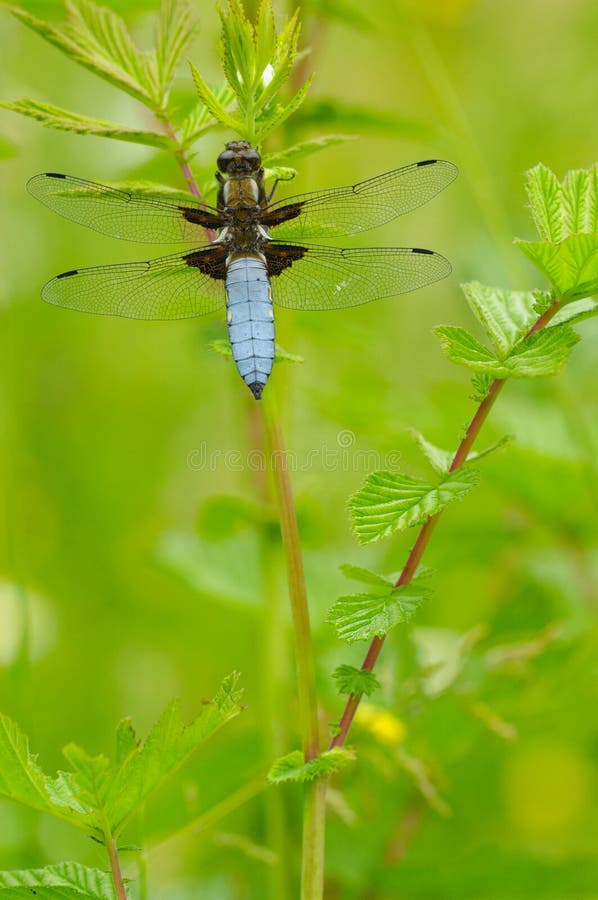 Broad-bodied Chaser royalty free stock photos