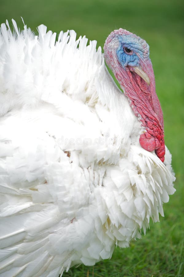 Broad-breasted white tom turkey