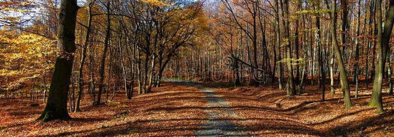 Broad leaf trees forest/woodland with gravel road at autumn afternoon daylight royalty free stock photos Broad leaf trees forest/woodland with gravel road at autumn afternoon daylight royalty free stock photos