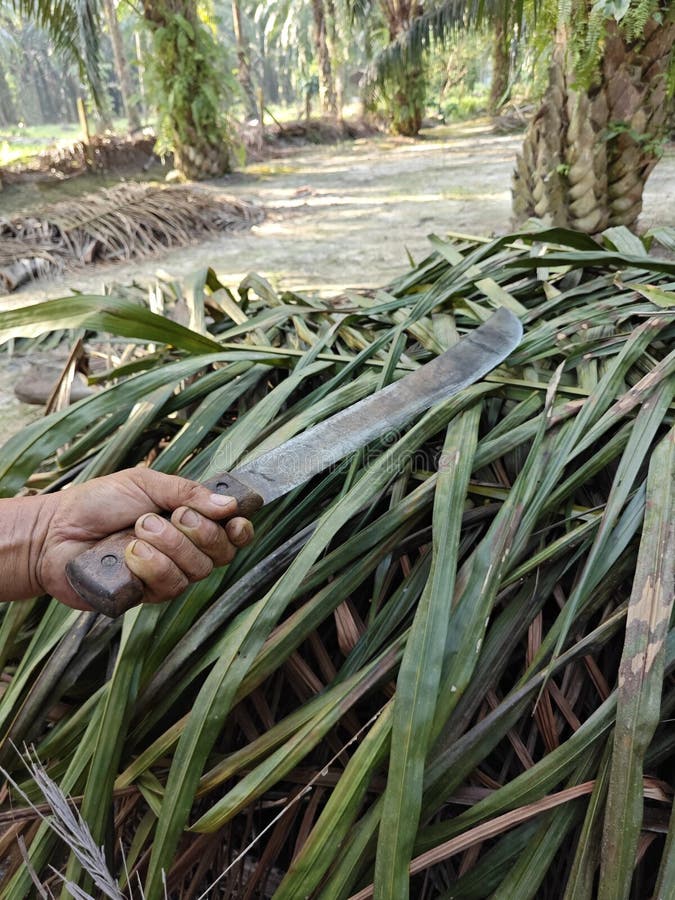 The Broad Longbladed Knife Use in Agriculture Cutting. Stock Photo