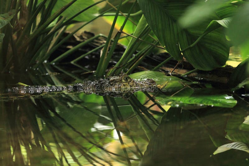 Broad-snouted caiman stock photography