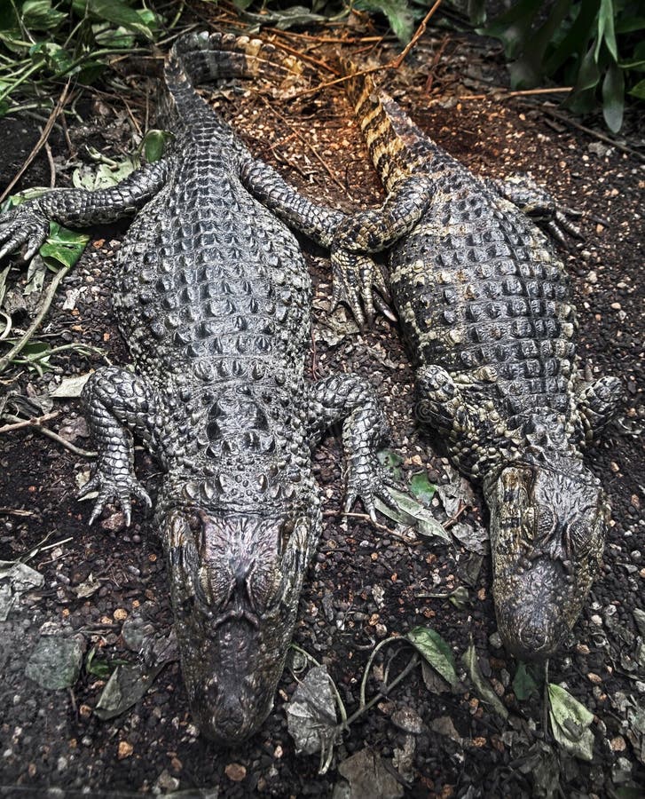 Broad-snouted caimans 2. Two broad-snouted caimans on the ground. Latin name - Caiman latirostris
