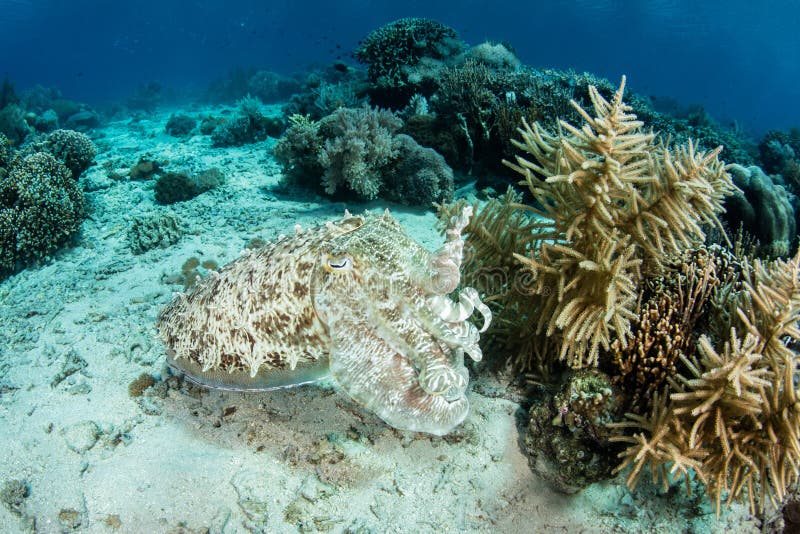 Broadclub Cuttlefish Hovering Over Seafloor royalty free stock photos Broadclub Cuttlefish Hovering Over Seafloor royalty free stock photos