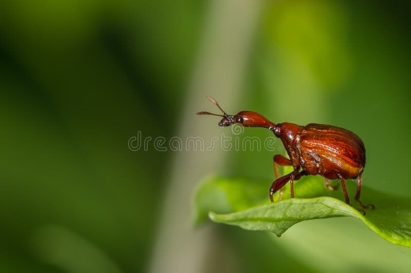 Broca do girafa & x28; Female& x29; imagem de stock Broca do girafa & x28; Female& x29; imagem de stock