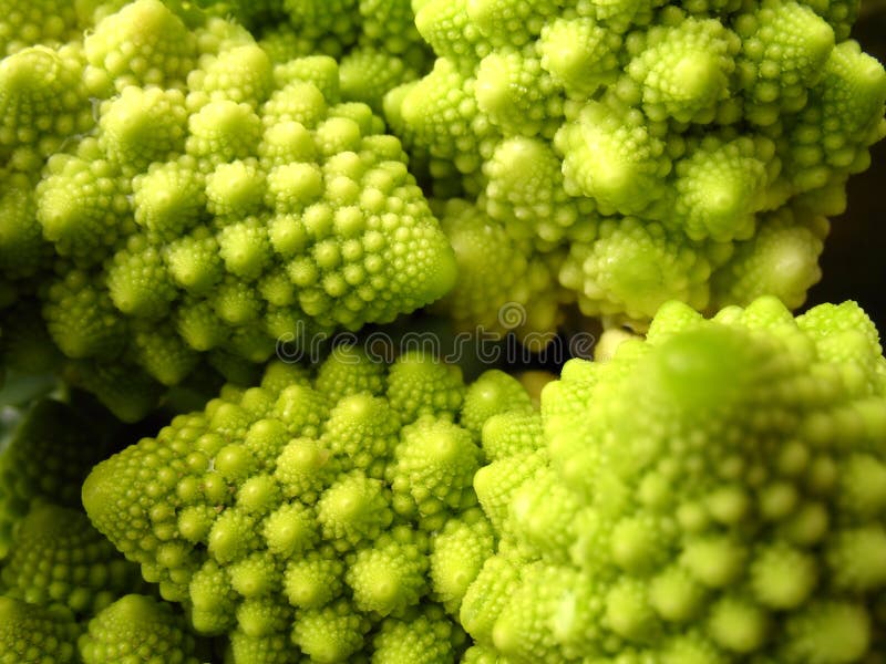 Broccoli 3 stock images Broccoli 3 stock images
