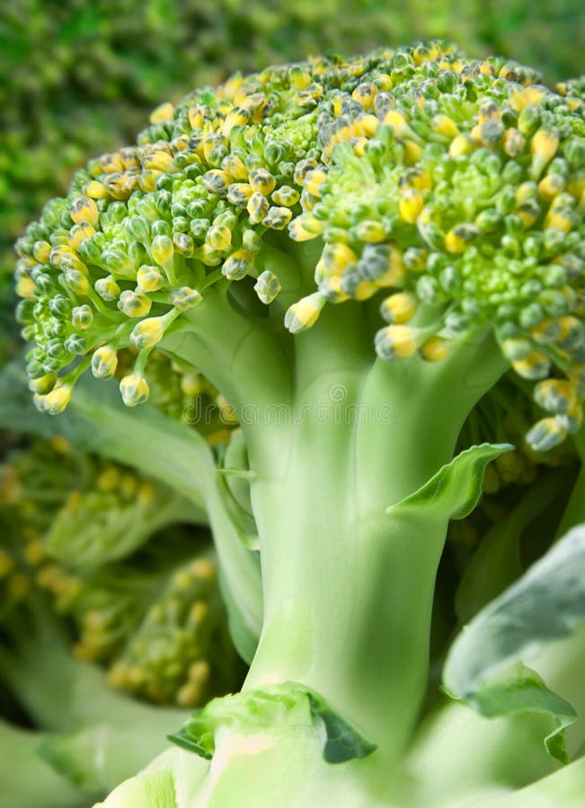 Broccoli cabbage stock image. Image of kole, ingredient 16442337