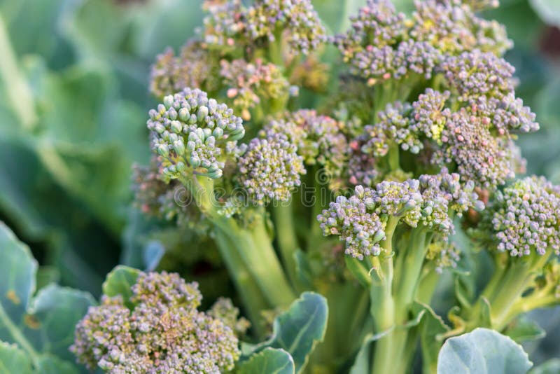 Broccoli Cabbage in the Garden Stock Photo Image of organic, diet