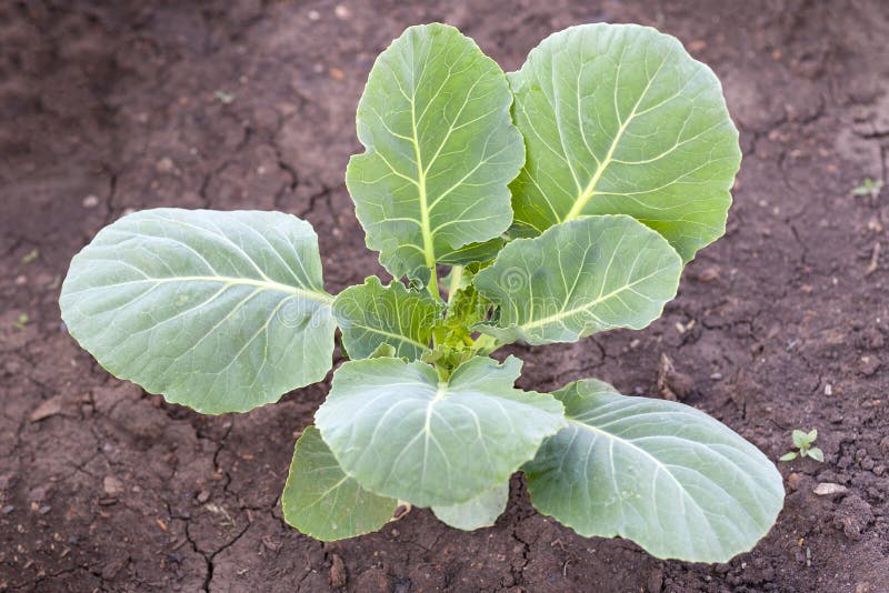 Broccoli Cabbage in the Garden. Stock Photo Image of cabbage
