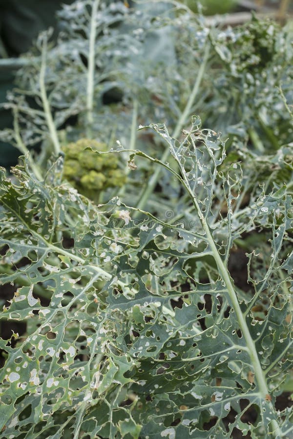 Broccoli eaten by cabbage white butterfly caterpillars, UK. Damaged broccoli leaves eaten by caterpillars, vegetables eaten by garden pests, UK royalty free stock image Broccoli eaten by cabbage white butterfly caterpillars, UK. Damaged broccoli leaves eaten by caterpillars, vegetables eaten by garden pests, UK royalty free stock image