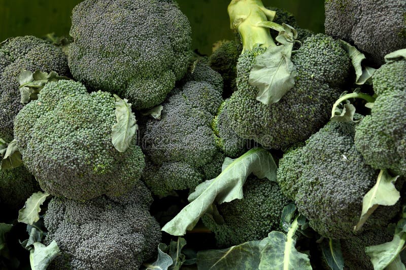Broccoli stock image. Image of florets, food, edible 74846509