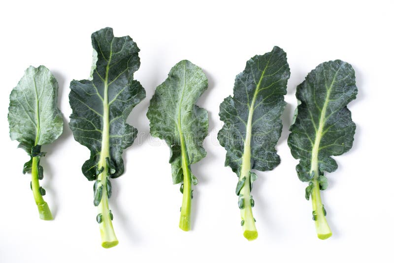 Broccoli Leaves Isolated on White Stock Image Image of white, fresh
