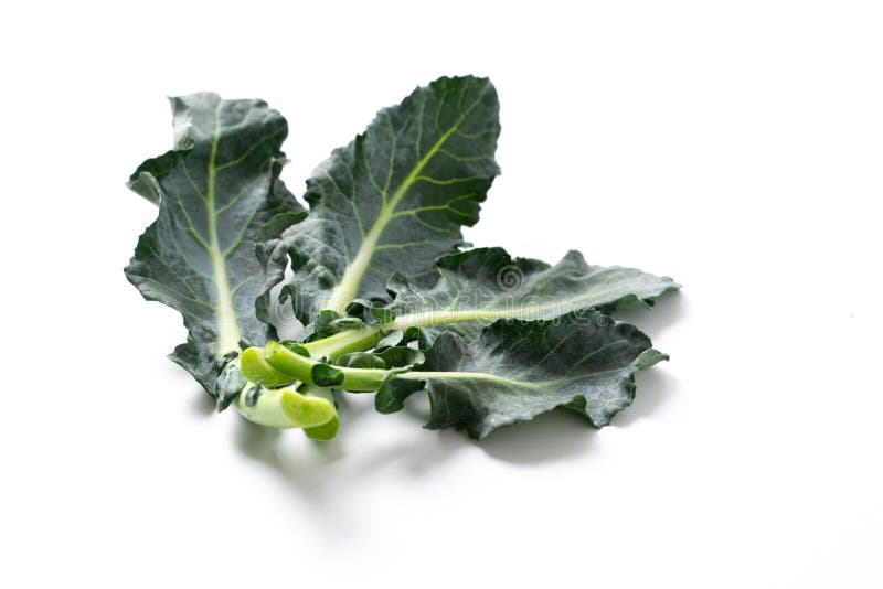 Broccoli Leaves Isolated on White Stock Photo Image of isolated