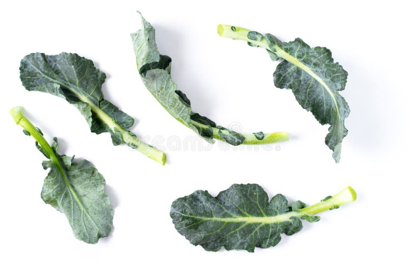 Broccoli Leaves Isolated on White Stock Image Image of green, natural