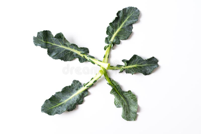 Broccoli Leaves Isolated on White Stock Photo Image of background