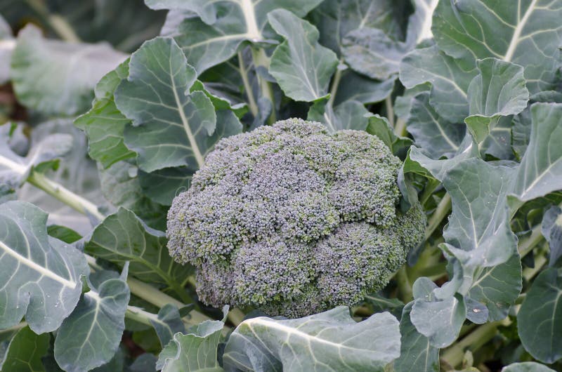 Broccoli stock photography Broccoli stock photography