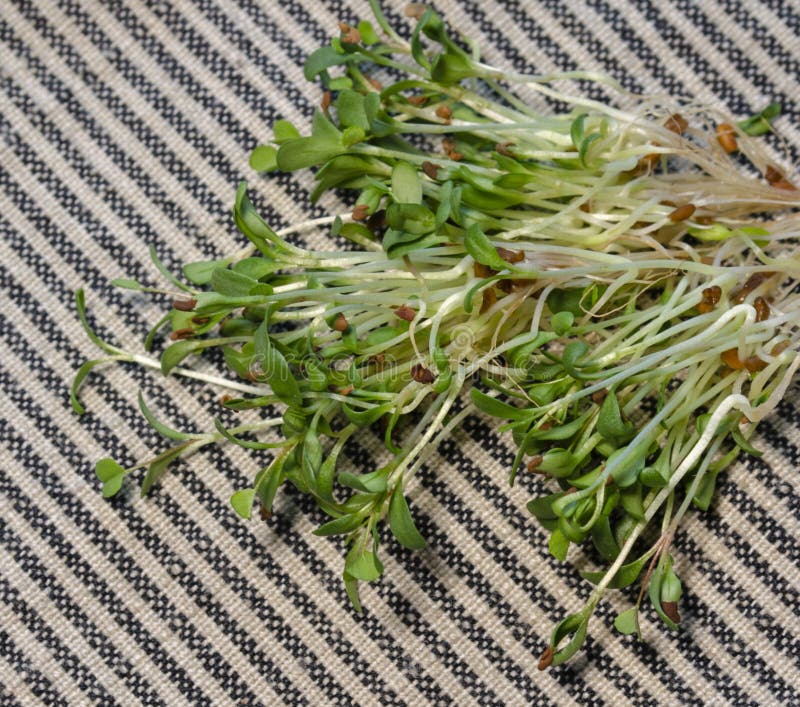 Broccoli Micro Greens Sprouts Stock Image Image of diet, close 139006083