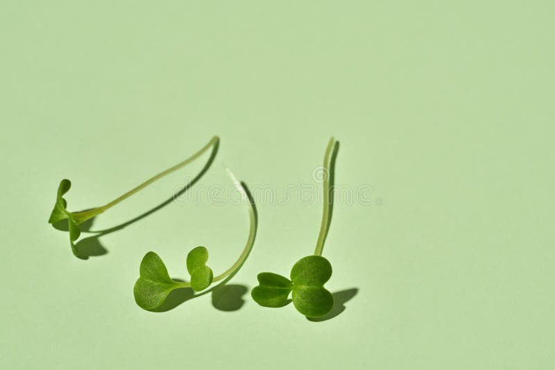 Broccoli Microgreens or Sprouts on Green Background Stock Photo Image