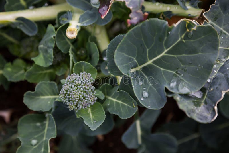 Broccoli plant in garden stock photo. Image of country 227779428