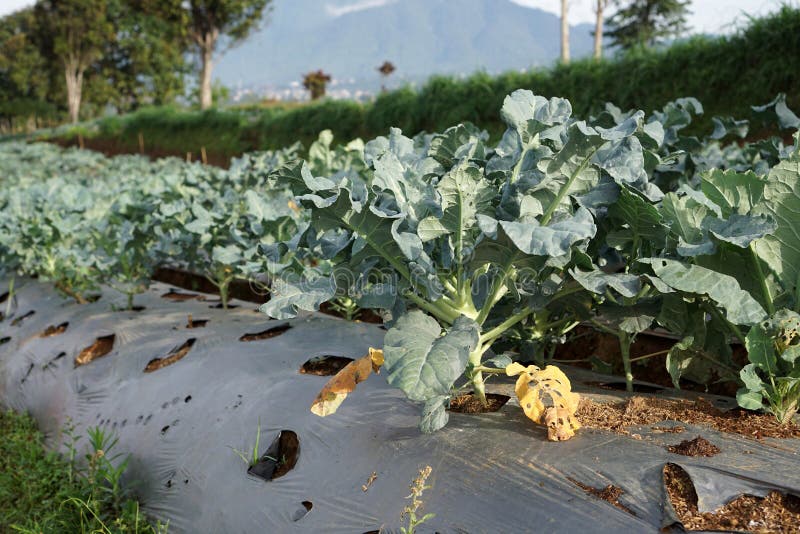 Broccoli Plant in Organic Garden Stock Image Image of agriculture