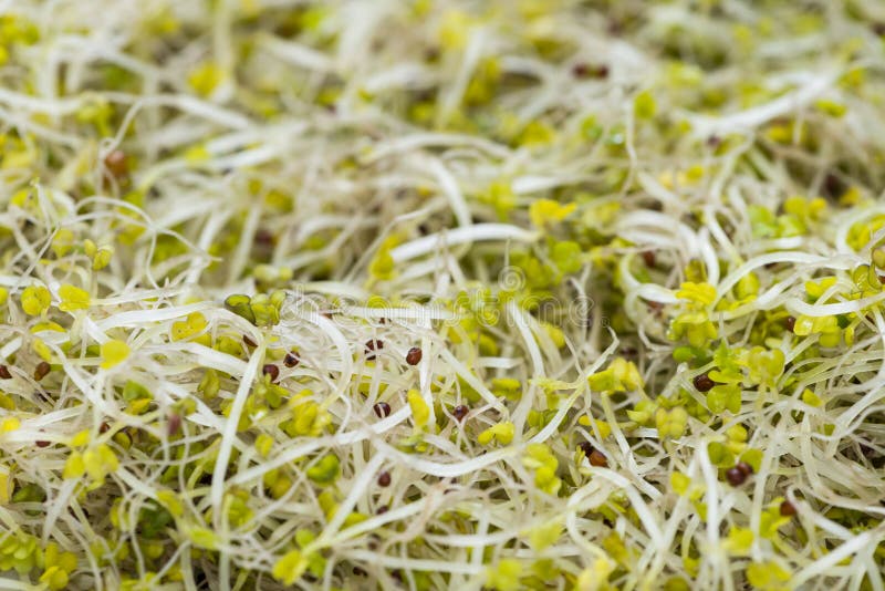 Broccoli Sprouts (closeup Shot) Stock Image Image of agriculture, growth 50802333