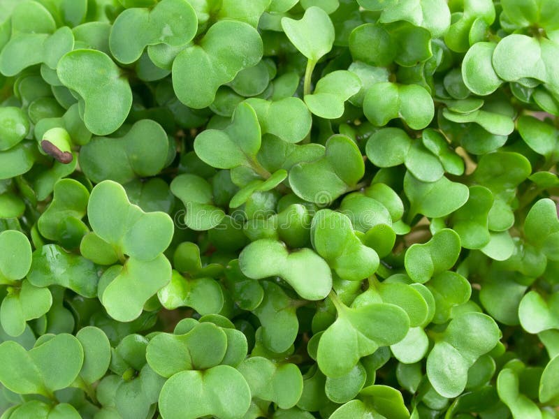 Broccoli sprouts macro stock image. Image of agriculture 9425387