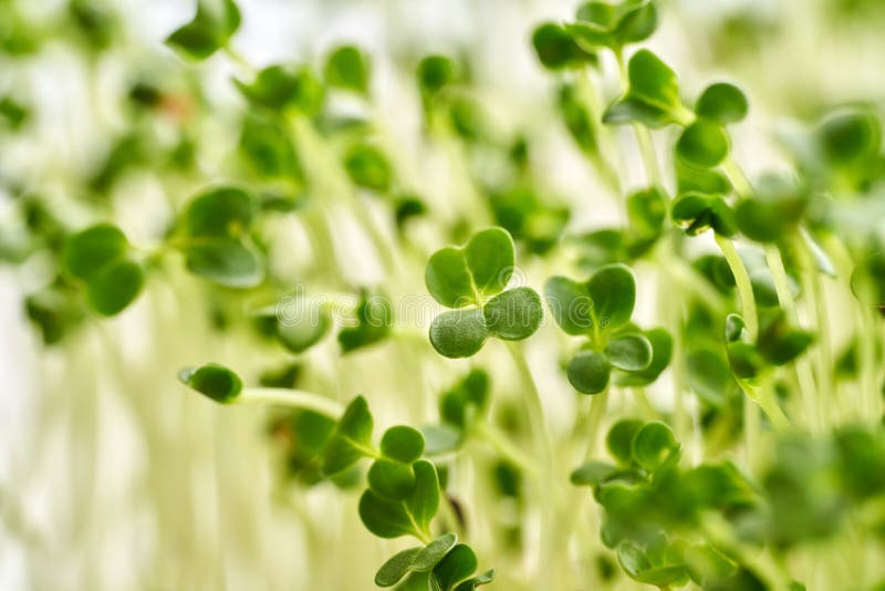 Broccoli Sprouts or Microgreens, Close Up Stock Photo Image of