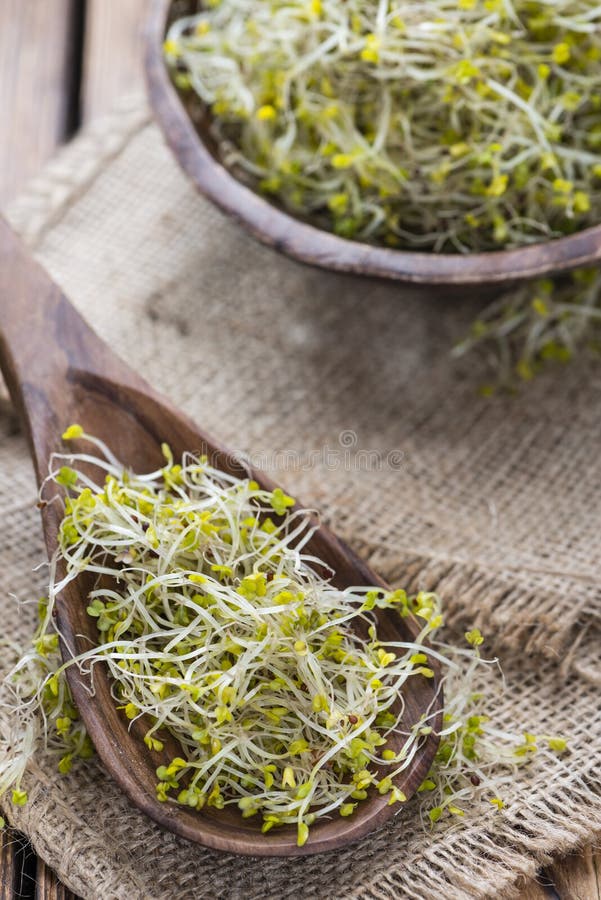 Broccoli Sprouts stock image. Image of appetizer, fresh 54032069