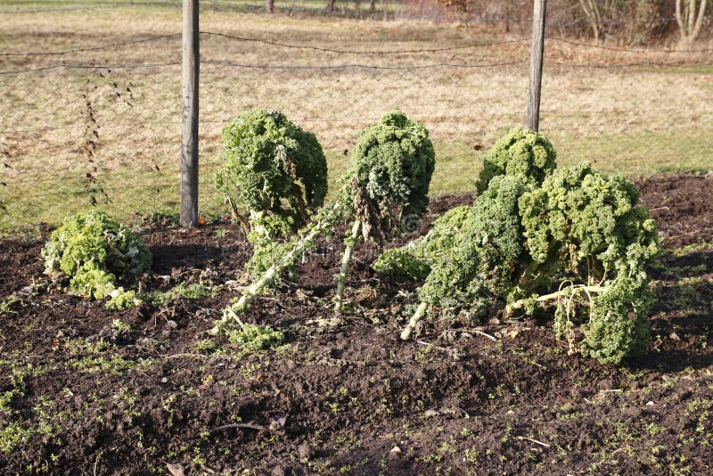 Broccoli is Winter Vegetables Stock Photo Image of winter, cooking