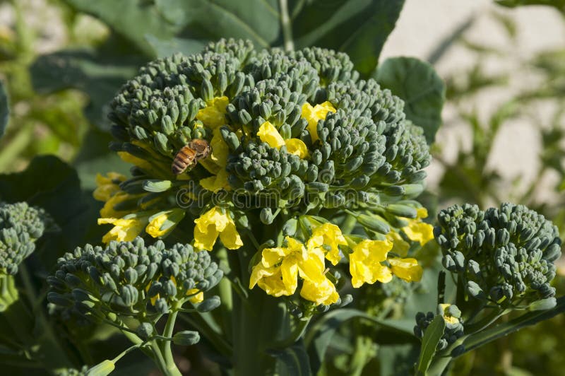 Bloem van broccoli stock foto. Afbeelding bestaande uit outdoors 64277446