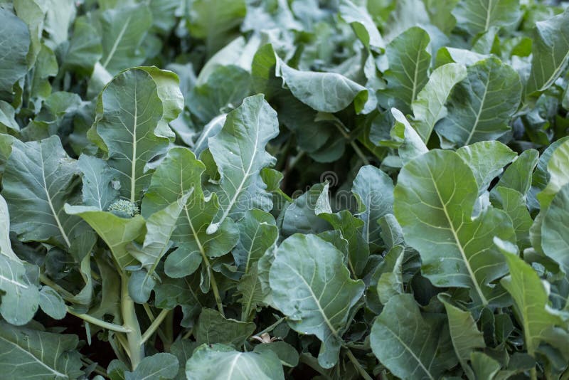 Broccolini Plants Stock Photos Free & RoyaltyFree Stock Photos from