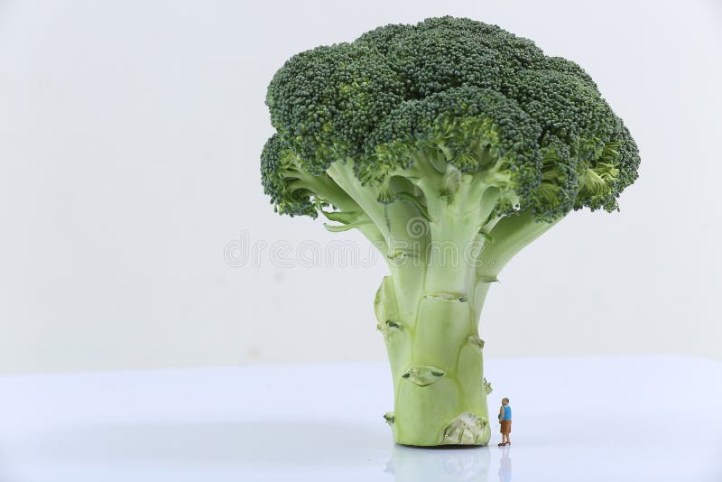 Broccoli green plant on a white background. Broccoli green plant on a white background