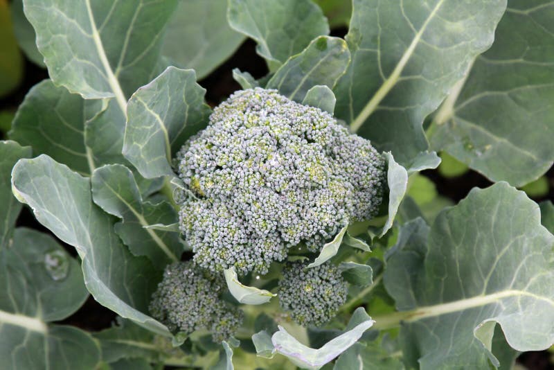 Broccolo crescente