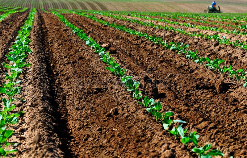 Rows of baby broccoli being weeded. Rows of baby broccoli being weeded