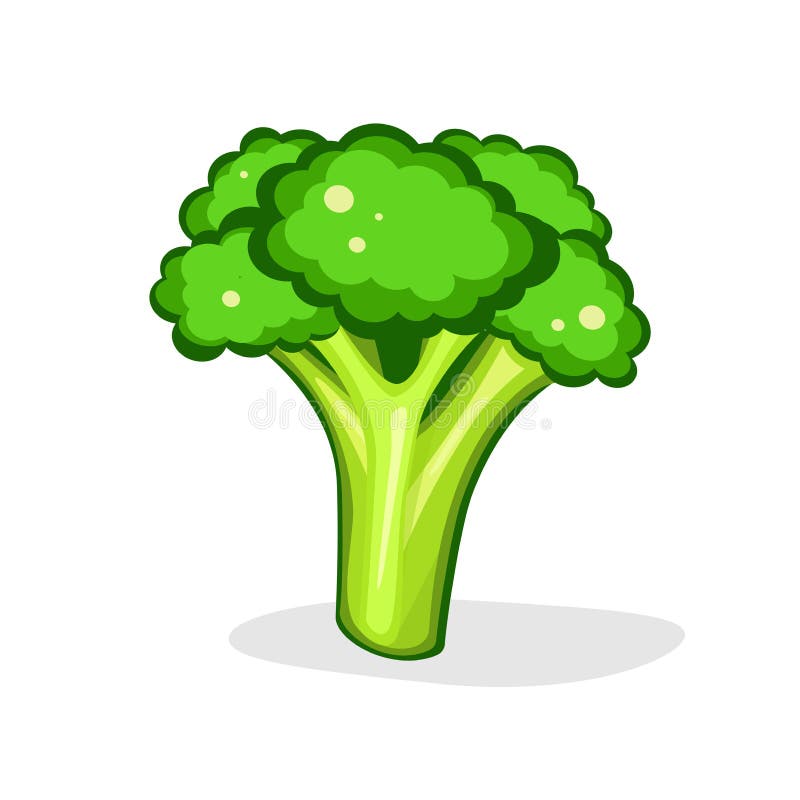 Broccolo Illustrazione di vettore Su fondo bianco alimento fresco di vegetable Alimento vegetariano royalty illustrazione gratis