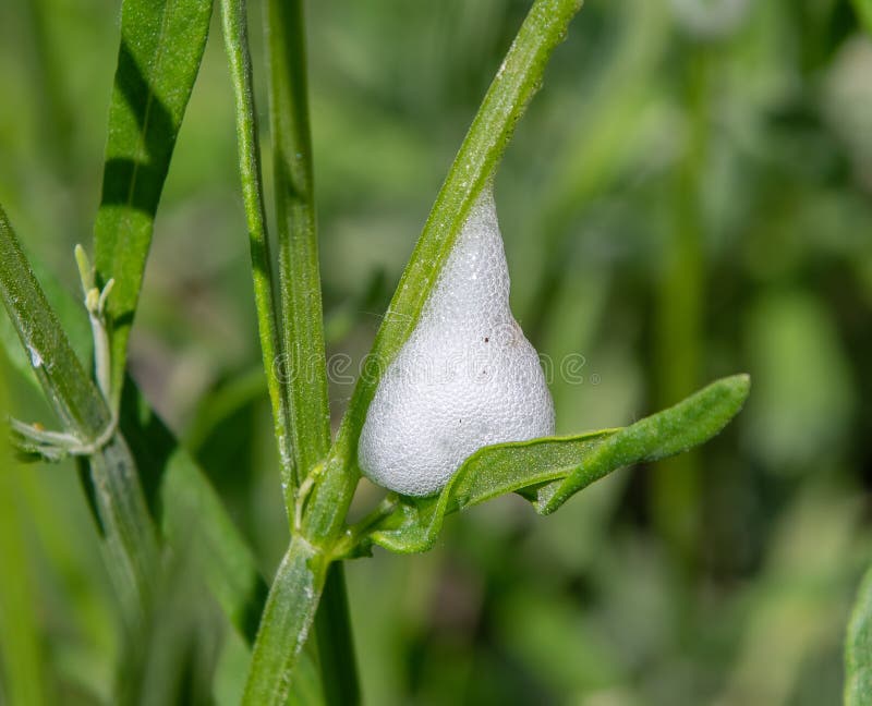 Cuckoo spit on a plant stem, caused by froghopper nymphs Philaenus spumarius. Cuckoo spit on a plant stem, caused by froghopper nymphs Philaenus spumarius