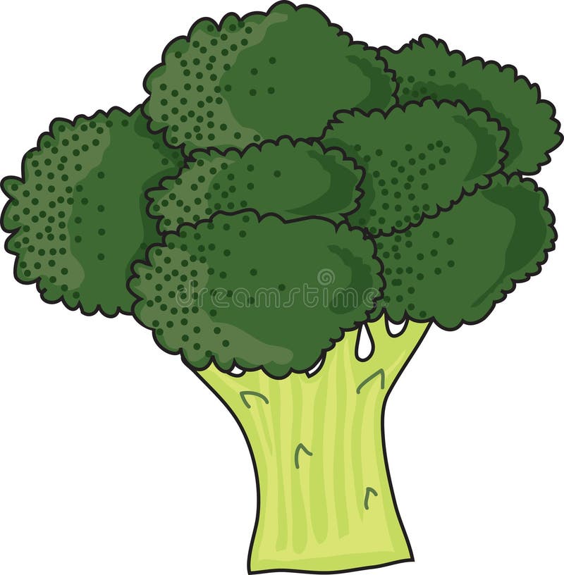 Brocolli stock illustration