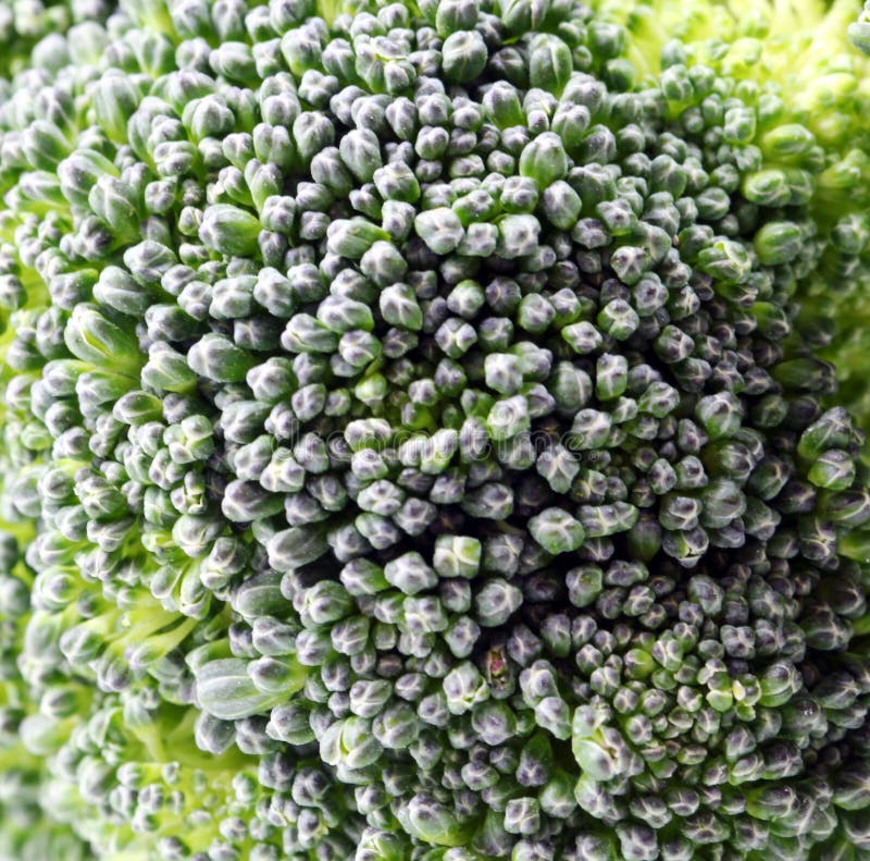 Brocolli floret background royalty free stock photography