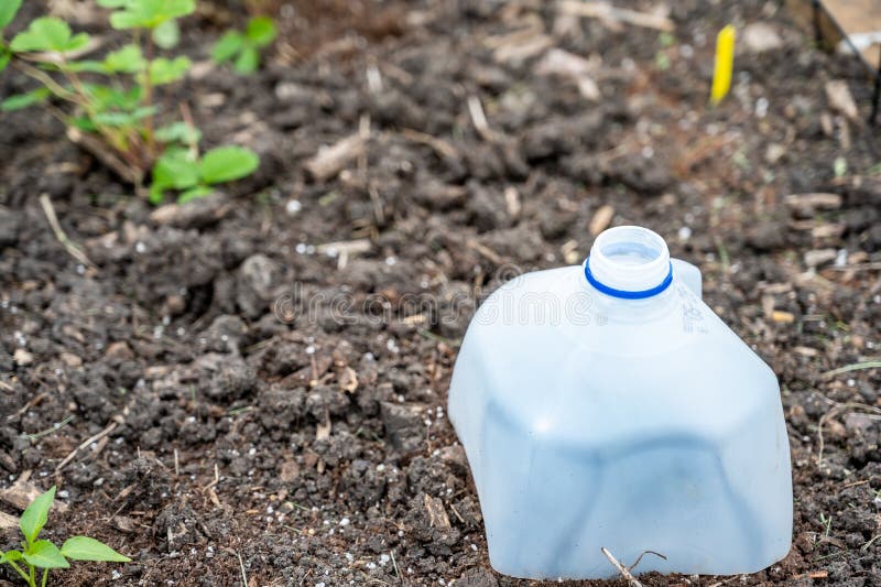 Brodo di latte in plastica tagliato a metà per coprire piante da giardino per proteggere da parassiti